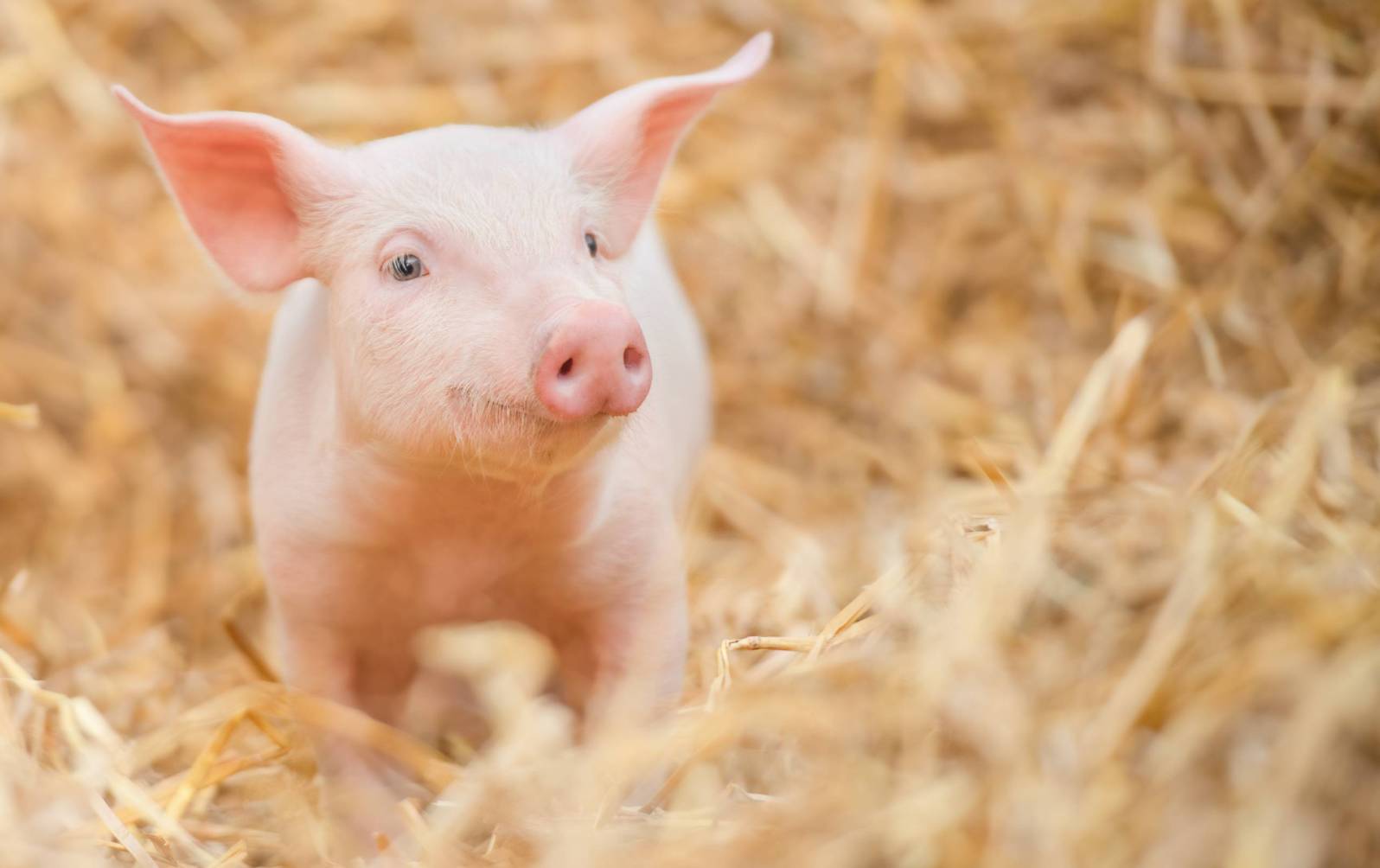 Newborn pig in the hay and straw.